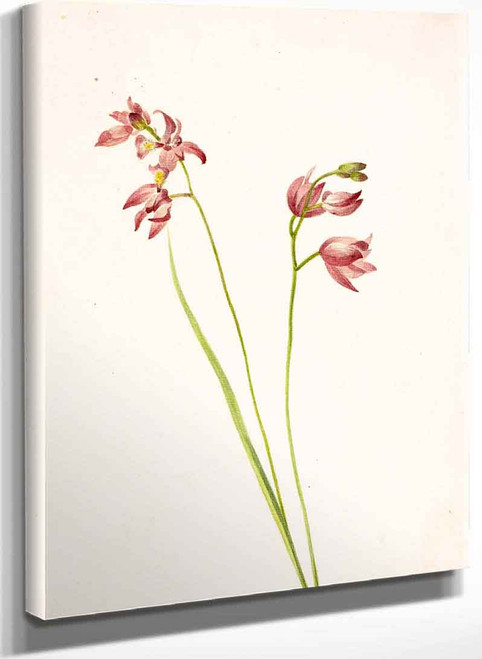 Grass Pink Orchid (Limodorum Tuberosum) By Mary Vaux Walcott
