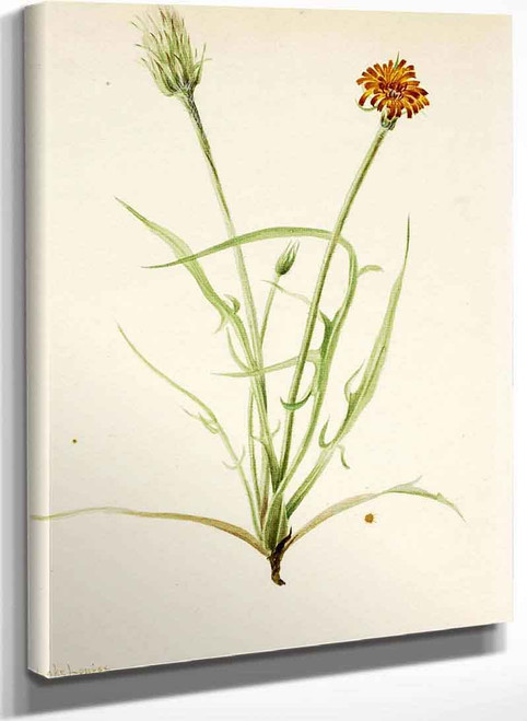 Grassleaf Agoseris (Agoseris Graminifolia) By Mary Vaux Walcott