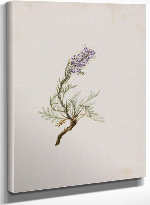 Gray Phacelia (Phacelia Sericea) By Mary Vaux Walcott