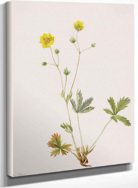 Grayleaf Fivefinger (Potentilla Glaucophylla) By Mary Vaux Walcott