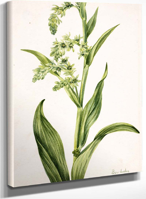 Green Bear Cabbage (Veratrum Viride) By Mary Vaux Walcott