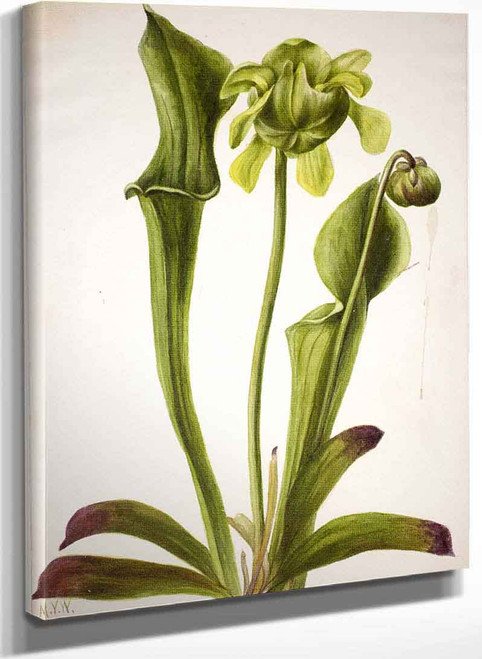 Green Pitcherplant (Sarracenia Orephila) By Mary Vaux Walcott