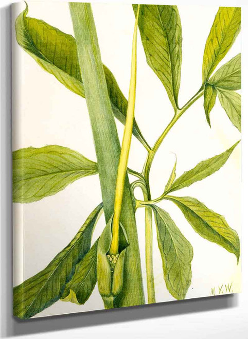 Greendragon (Arisaema Dracontium) By Mary Vaux Walcott