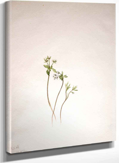 Harbinger Of Spring (Erigenia Bulbosa) By Mary Vaux Walcott