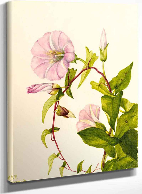 Hedge Bindweed (Calystegia (Convolvulus) Sepium) By Mary Vaux Walcott