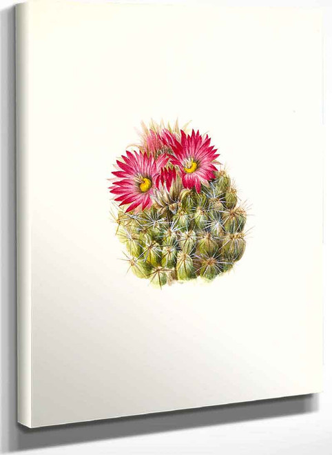 Hedgehog Cactus (Coryphantha Arizonica) By Mary Vaux Walcott