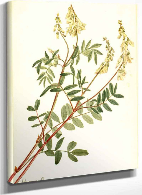 Hedysarum (Hedysarum Sulphurescens) By Mary Vaux Walcott