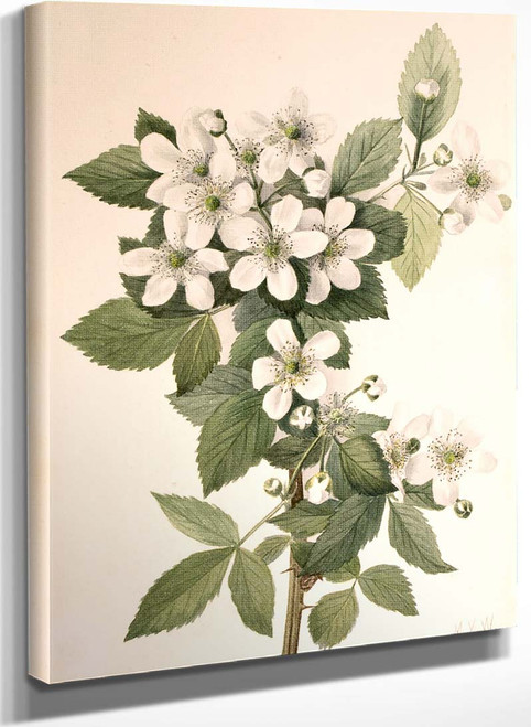 Highbush Blackberry (Rubus Argutus) By Mary Vaux Walcott