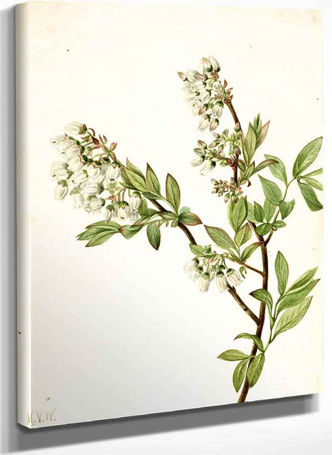 Highbush Blueberry (Vaccinium Corymbosum) By Mary Vaux Walcott