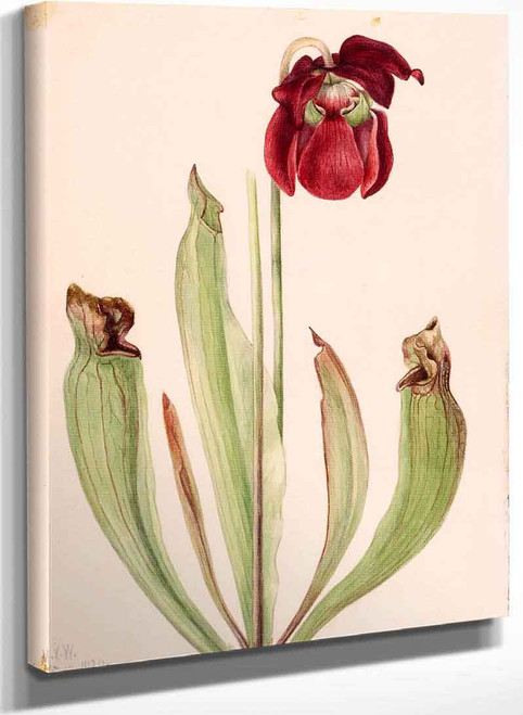 Hybrid Pitcherplant (Sarracenia Rubra Xs Purpurea Venosa) By Mary Vaux Walcott