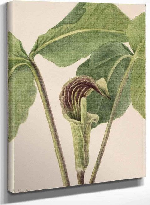 Jack In The Pulpit (Arisaema Triphyllum) By Mary Vaux Walcott