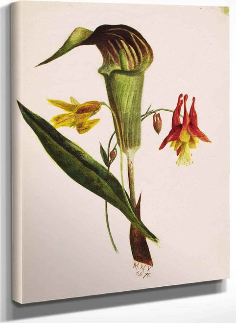 Jack In The Pulpit By Mary Vaux Walcott