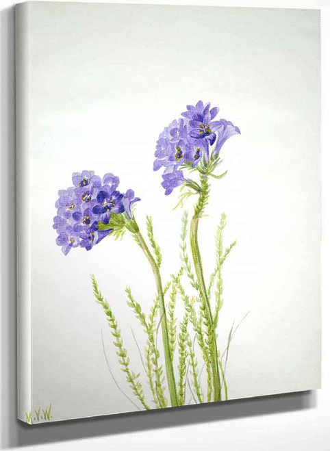 Jacobs Ladder (Polemonium Viscosum) By Mary Vaux Walcott