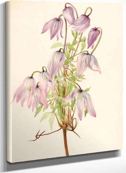 Jicarilla (Clematis Pseudoalpina) By Mary Vaux Walcott
