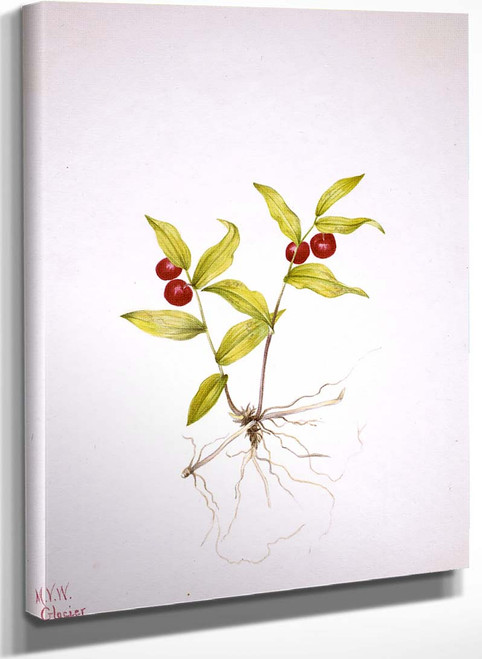 Kruhsea (Kruhsea Streptopoides) I By Mary Vaux Walcott
