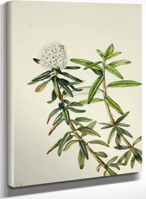 Labrador Tea (Ledum Groenlandicum) 1 By Mary Vaux Walcott