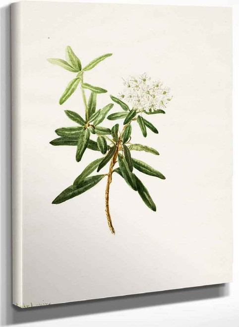 Labrador Tea (Ledum Groenlandicum) By Mary Vaux Walcott