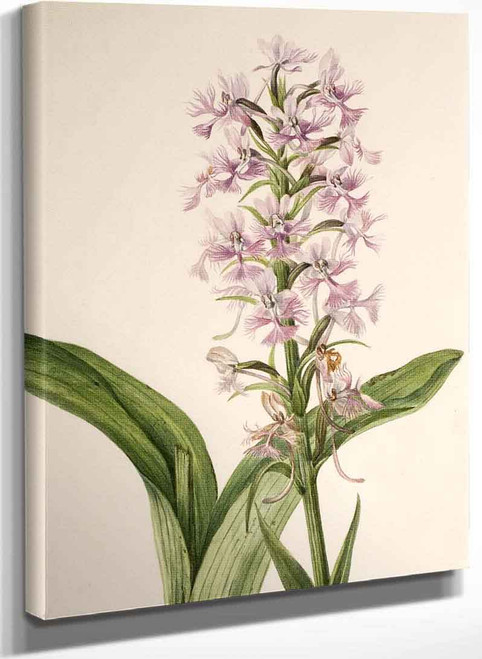 Large Purple Fringe Orchid (Habenaria Grandiflora) By Mary Vaux Walcott