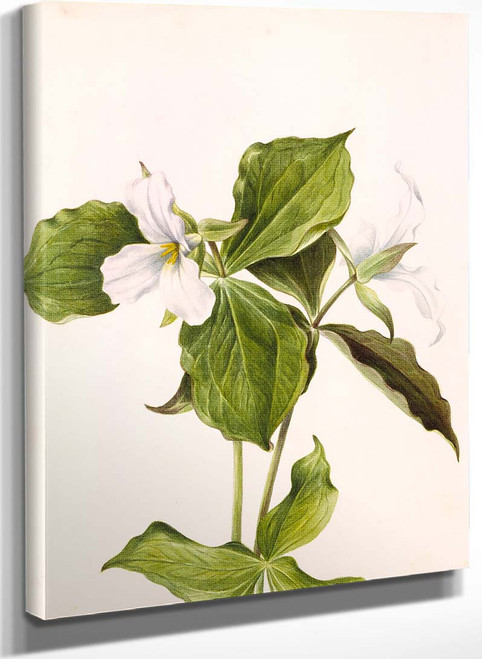 Large White Trillium (Trillium Grandiflorum) By Mary Vaux Walcott