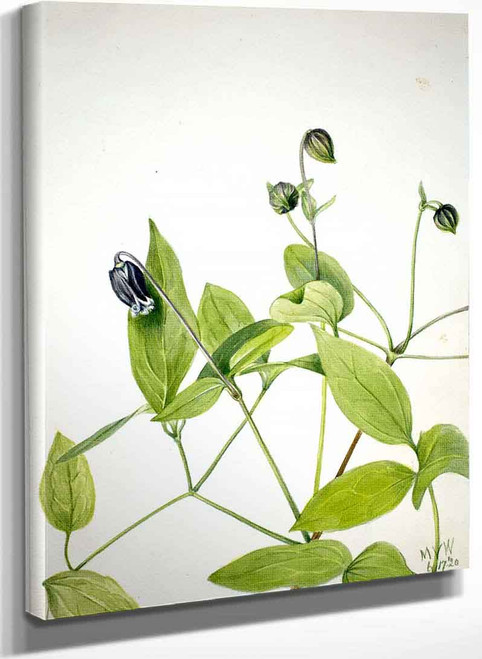 Leather Flower (Clematis Viorna) By Mary Vaux Walcott