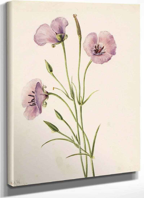 Lilac Mariposa (Calochortus Splendens) By Mary Vaux Walcott