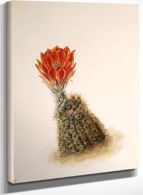 Lloyds Strawberry Cactus (Echinocereus Lloydii) By Mary Vaux Walcott