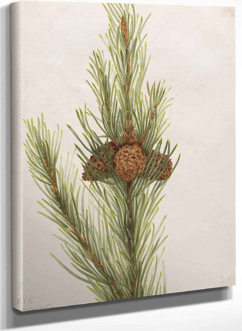 Lodgepole Pine (Pinus Contorta Murrayana) By Mary Vaux Walcott