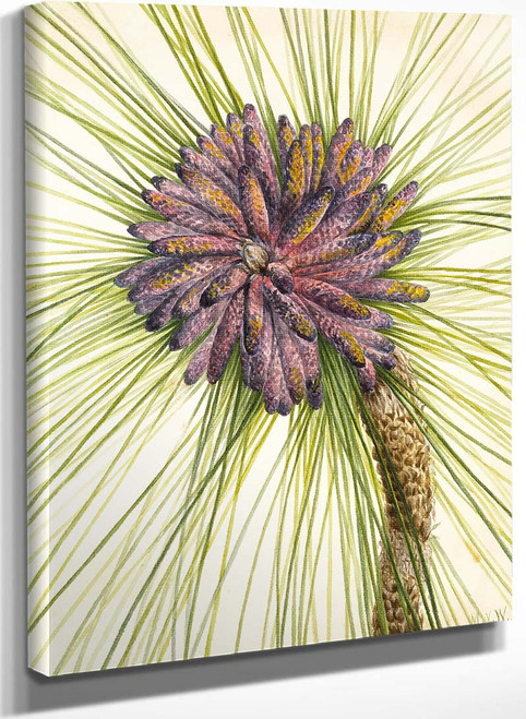 Longleaf Pine (Pinus Palustris) By Mary Vaux Walcott