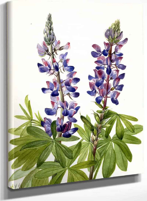 Lupine (Lupinus Fornosus) By Mary Vaux Walcott