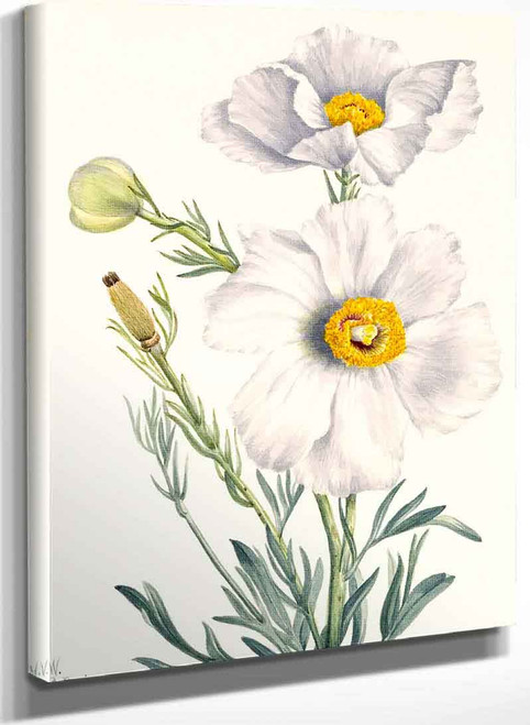 Matilija Poppy (Romneya Coulteri) By Mary Vaux Walcott