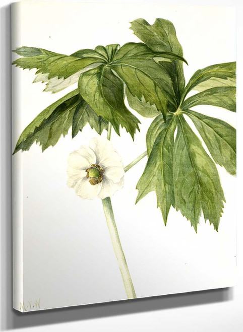 Mayapple (Podphyllum Paltatum) By Mary Vaux Walcott