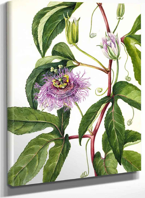 Maypop (Passiflora Incarnata) By Mary Vaux Walcott