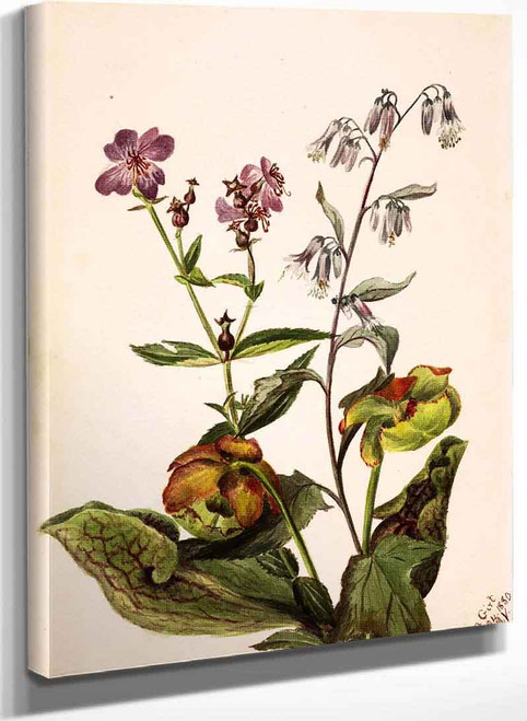 Meadow Beauty (Rhexia Virginica) Rattlesnake Roat(Nabalus Albus)Pitcherplant (Sarracenia Purpurea) By Mary Vaux Walcott