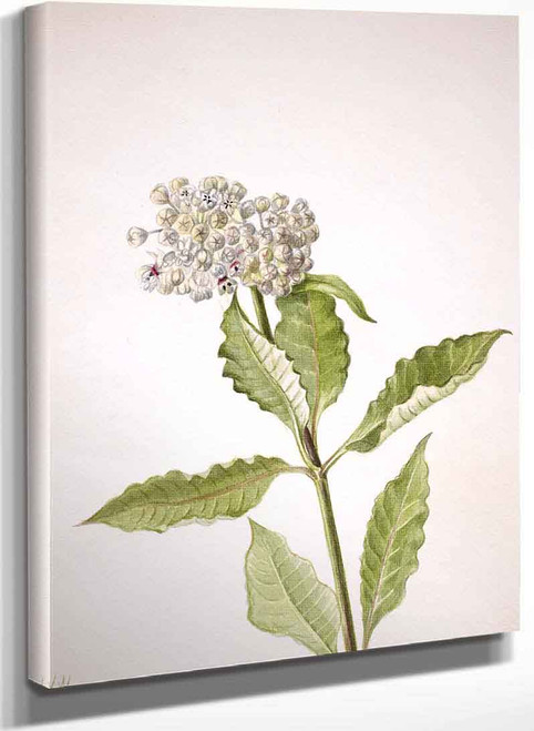 Milkweed (Ascelpias) By Mary Vaux Walcott