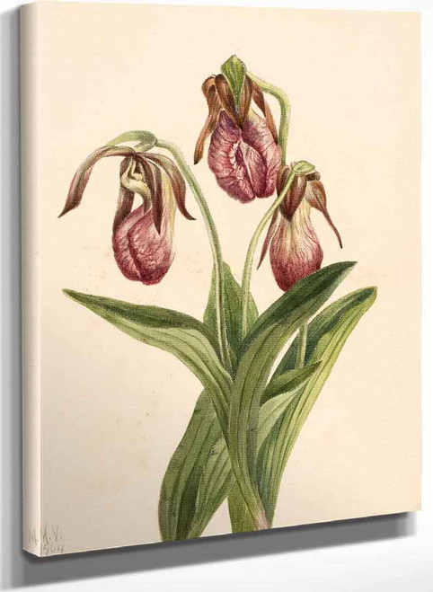 Moccasin Flower (Cypripedium Acaule) By Mary Vaux Walcott Moccasin Flower (Cypripedium Acaule) By Mary Vaux Walcott