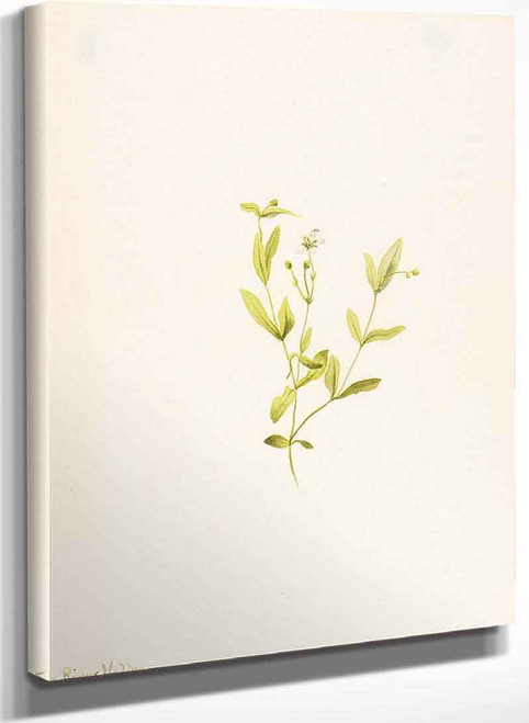 Moehringia Laberiflora By Mary Vaux Walcott
