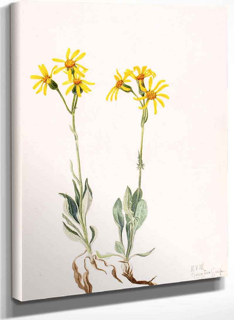 Montana Parnassia (Parnassia Montanesis) By Mary Vaux Walcott