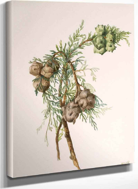 Monterey Cypress (Cupressus Macrocarpa) By Mary Vaux Walcott