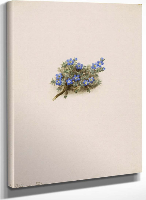 Moss Forget Me Not (Eritichum Elongatum) By Mary Vaux Walcott