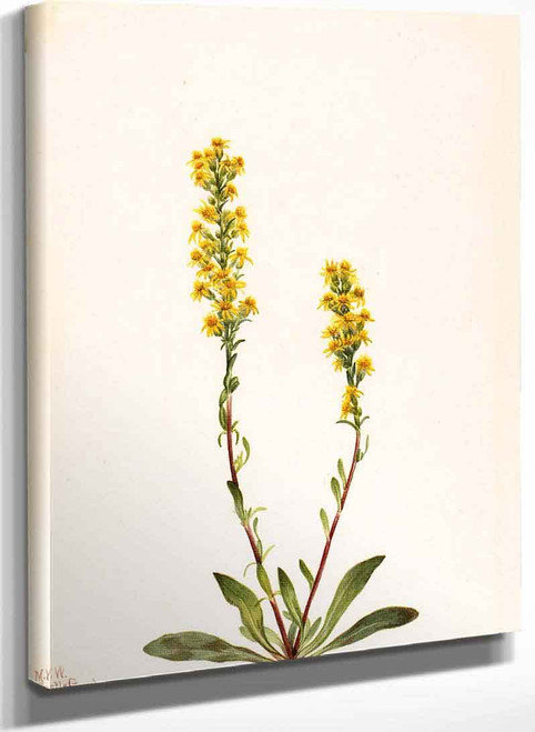 Mountain Goldenrod (Solidago Oreophila) By Mary Vaux Walcott