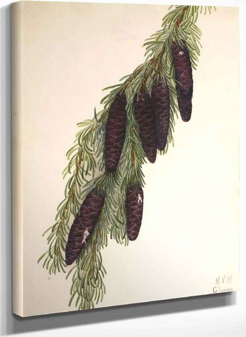Mountain Hemlock (Tsuga Mertensiana) By Mary Vaux Walcott