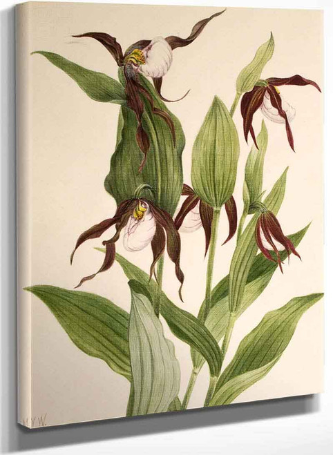 Mountain Ladys Slipper (Cypripedium Montanum) By Mary Vaux Walcott