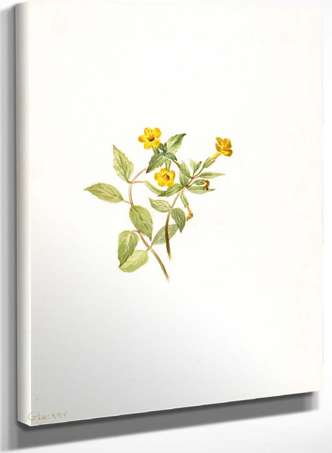 Musk Flower (Mimulus Moschatus) By Mary Vaux Walcott