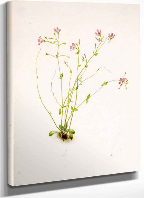 Naiad Spring Beauty (Claytonia Parvifolia) By Mary Vaux Walcott