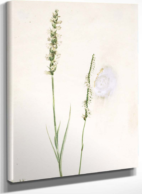 Nodding Ladies Tresses (Ibidium Cernum) By Mary Vaux Walcott