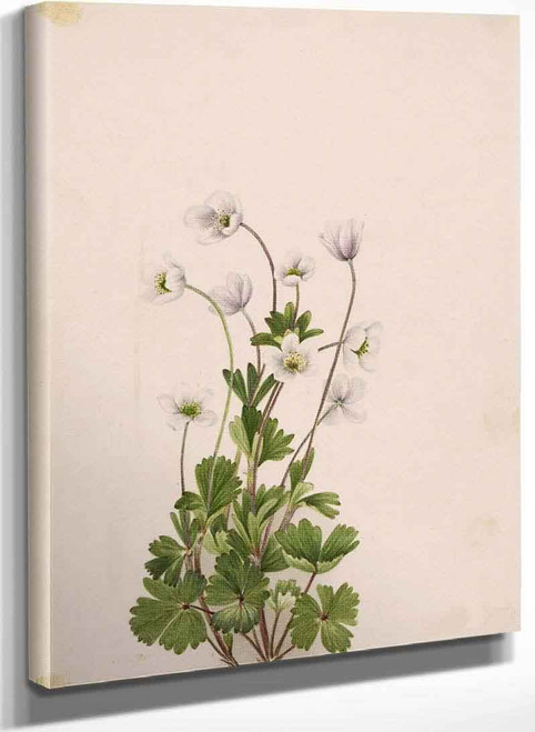 Northern Anemone (Anemone Parviflora) By Mary Vaux Walcott