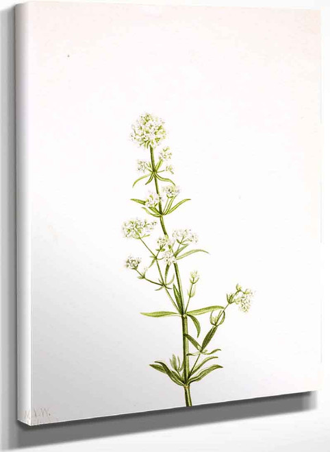 Northern Bedstraw (Galium Boreale) By Mary Vaux Walcott