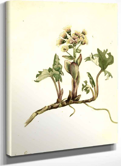 Northern Butterbur (Petasites Hyperboreus) By Mary Vaux Walcott