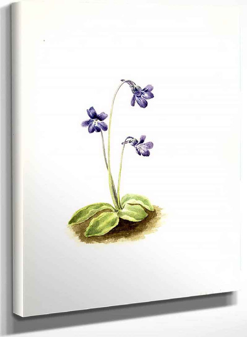 Northern Butterwort (Pinguicula Vulgaris) By Mary Vaux Walcott