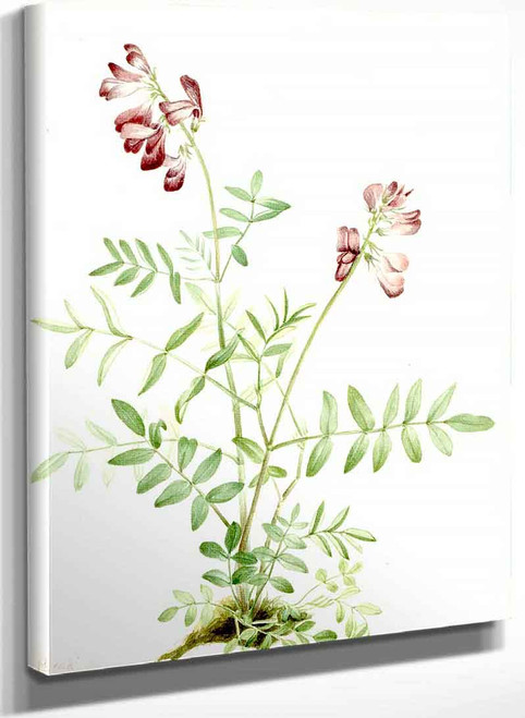 Northern Hedysarum (Hedysarum Boreale) By Mary Vaux Walcott